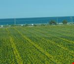 Girasoli Girasoli