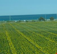 Girasoli Girasoli