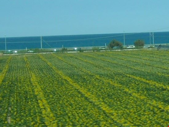 Tortoreto