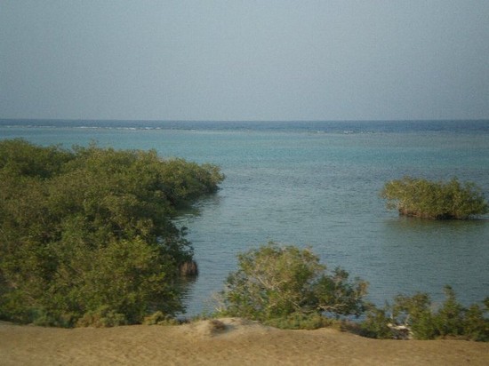 Piante che amano il mare