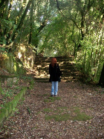 Il bosco sacro