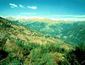 veddasca