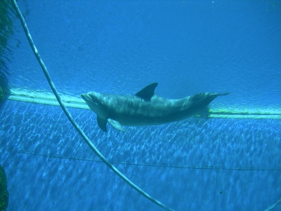 Acquario di Genova
