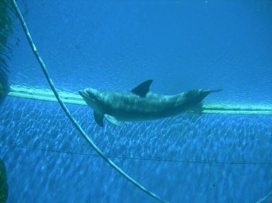 Aquarium Genoa  