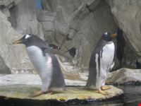 Pinguini