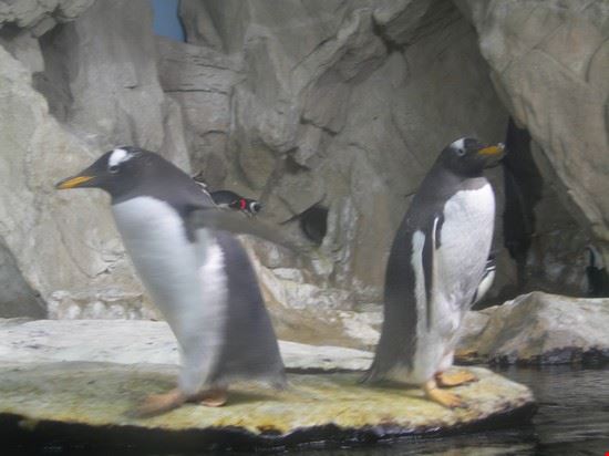 Aquarium Genoa  