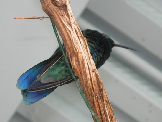 Colibrì