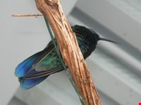 Colibrì