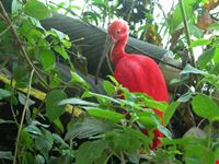 Ibis