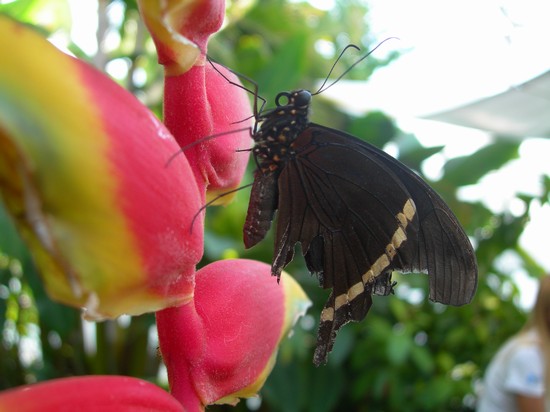 Farfalla