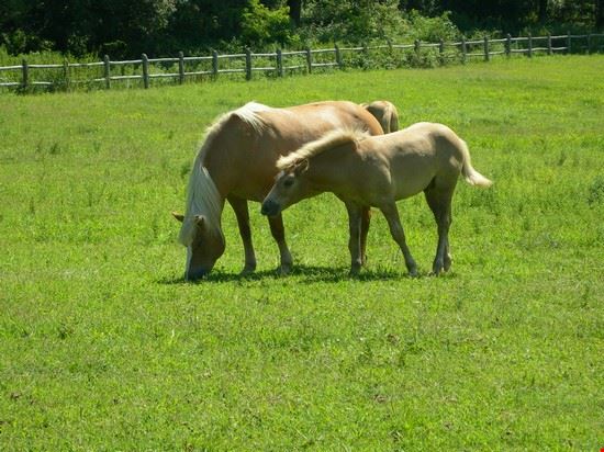  Cavalli, parco regionale della Mandria  