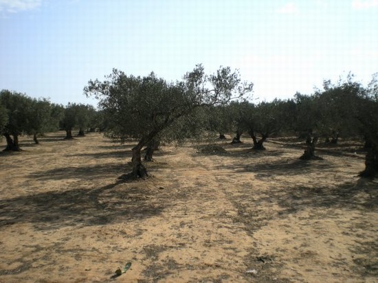 Passeggiata in cammello