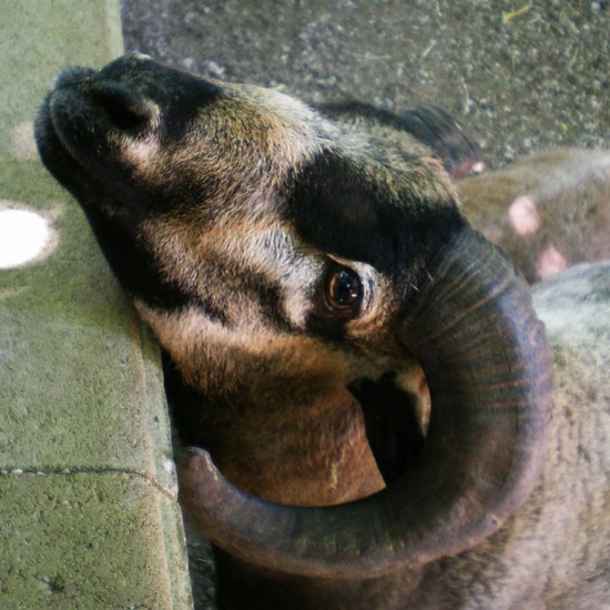 Fattoria