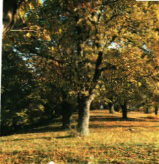 petrona