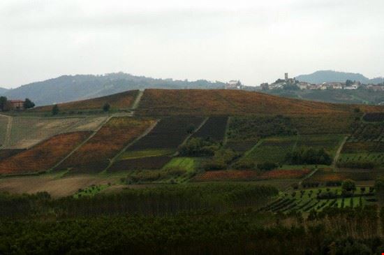  distese di viti di barolo  