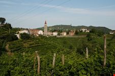 Vigneti del prosecco