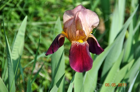natura