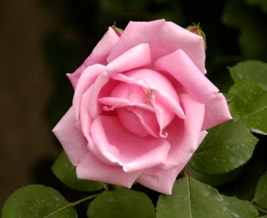 fioritura