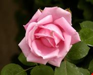 fioritura