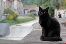 gubbio streuner am flussufer