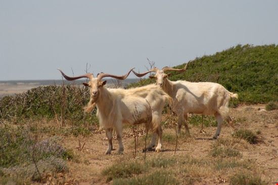 una bella coppia di capre selvatiche  