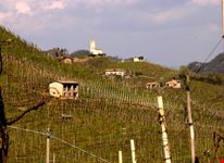 vigneti