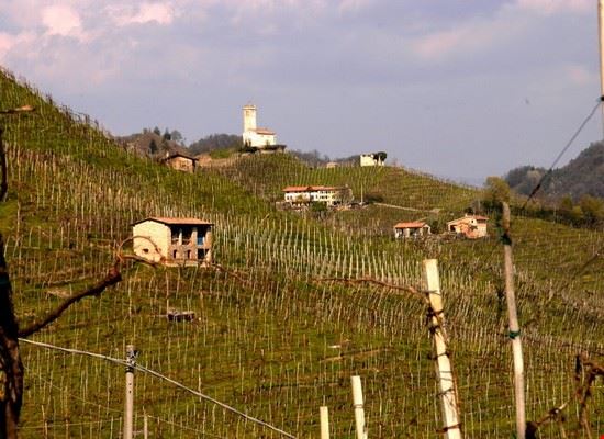  una bella collina nel mezzo dei vigneti  
