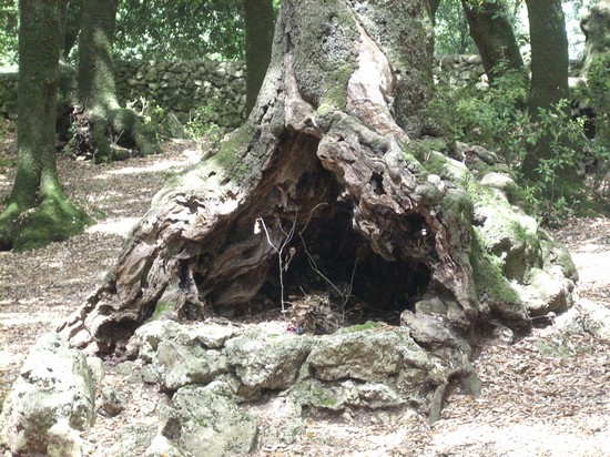 Bosco Sacro