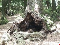 Bosco Sacro