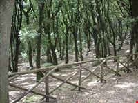 Il Bosco Sacro