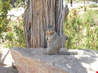 lepre in posa grand canyon