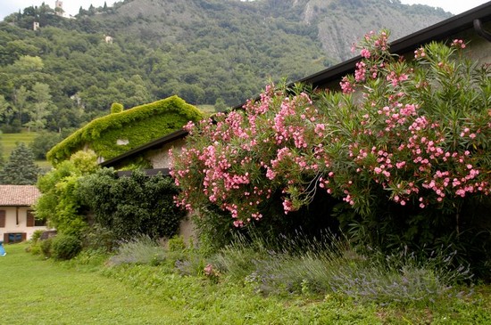 campagna