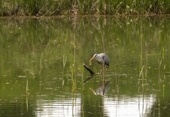 airone cinerino