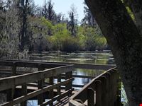 tampa lettuce lake park