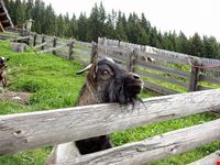 toblach urlaubsfoto aus dobbiaco