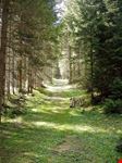 toblach wald