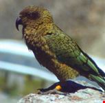 il Kea