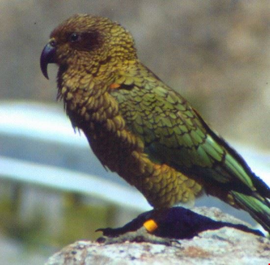  un tipico uccello della N.Zelanda  