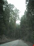 Sequoia