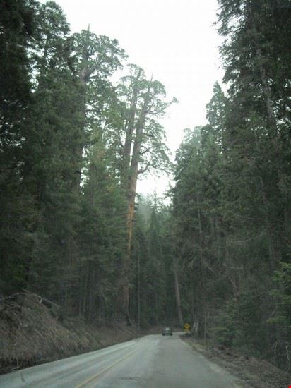  Sequoia National Park  