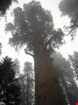 Sequoia
