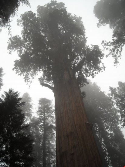  Generale Sherman. Il più largo albero del mondo. Alto circa 85 m e con un volume di 1500 m3. Ha circa 2500 anni  