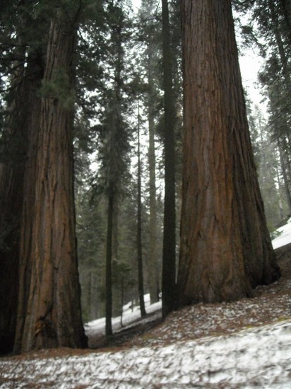 Sequoia