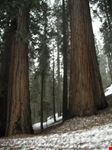 Sequoia