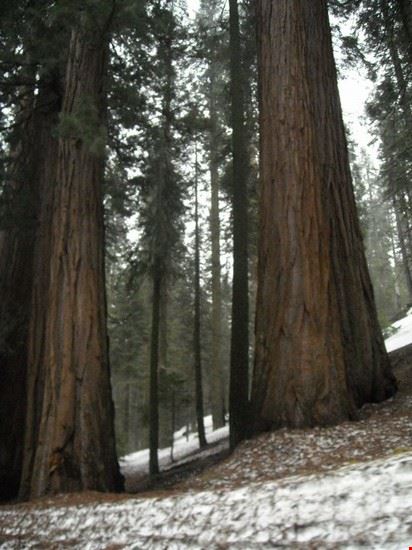  Sequoia National Park  