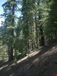 Sequoia National Park