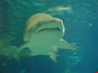 Acquario di Barcellona - squali