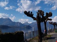 alberi contorti in uno specchio di pace