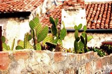 capalbio fichi di india