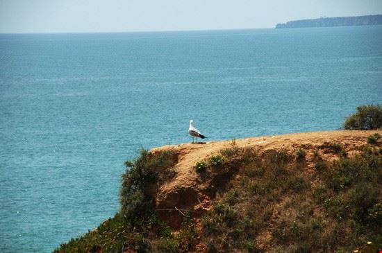  Faro  